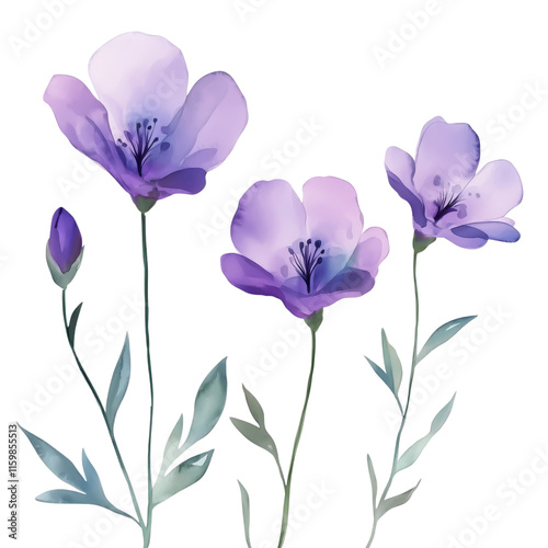 Lavender flowers painted in soft watercolor tones with detailed stems and petals, perfect for floral designs, isolated in PNG transparent background