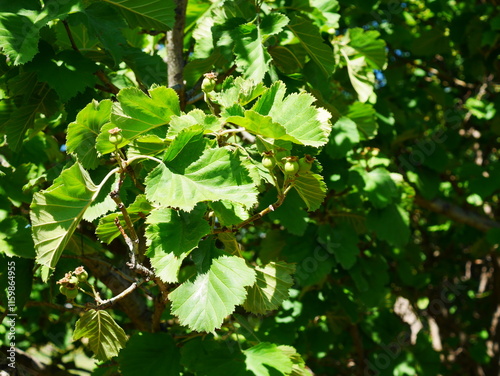 Fruits and leaves of River Hawthorn tree in summer, Colorado