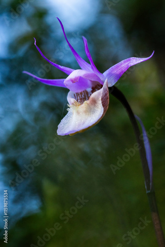 Closeup of a vibrant Fairy slipper flower growing in a dark forest in Oulanka National Park, Northern Finland	