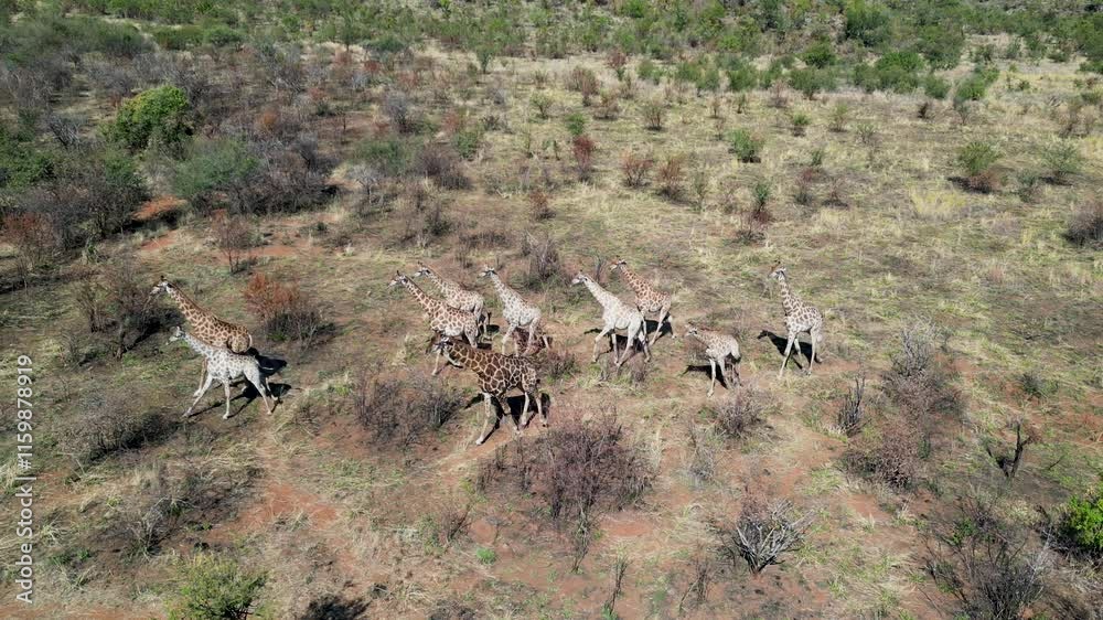 Safari Trip At Pilanesberg National Park South Africa. Game Drive Safari Scenery In The African Savannah. Rural Background Outdoor Farming Stunning. Forest Farming Nature. Pilanesberg National Park. Safari Trip At Pilanesberg National Park South Africa. Game Drive Safari Scenery In The African Savannah. Rural Background Outdoor Farming Stunning. Forest Farming Nature. Pilanesberg National Park.