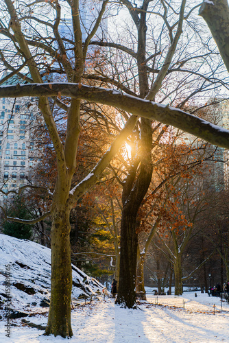 sunset over the tree in new york