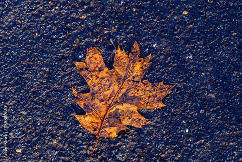 autumn leaf on central park new york