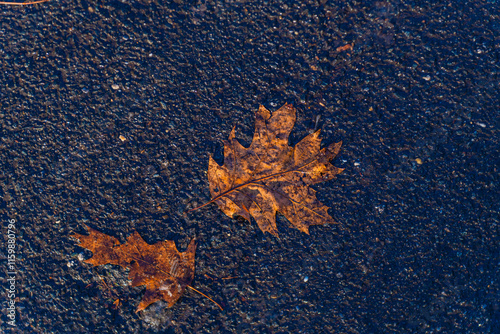 autumn leaves on the ground