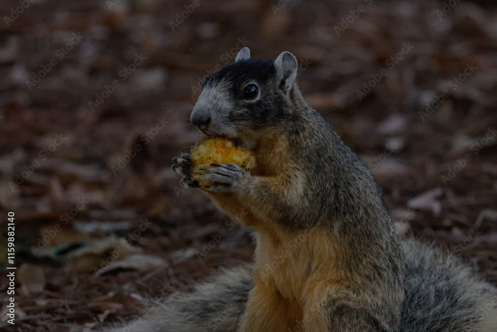 Chomp Chomp