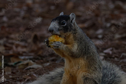Chomp 