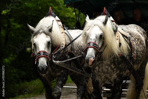 two horses in the stable