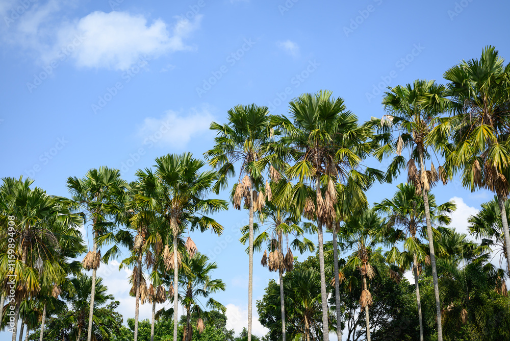 Palm tree with blue sky, Tropical plant, summer season Palm tree with blue sky, Tropical plant, summer season