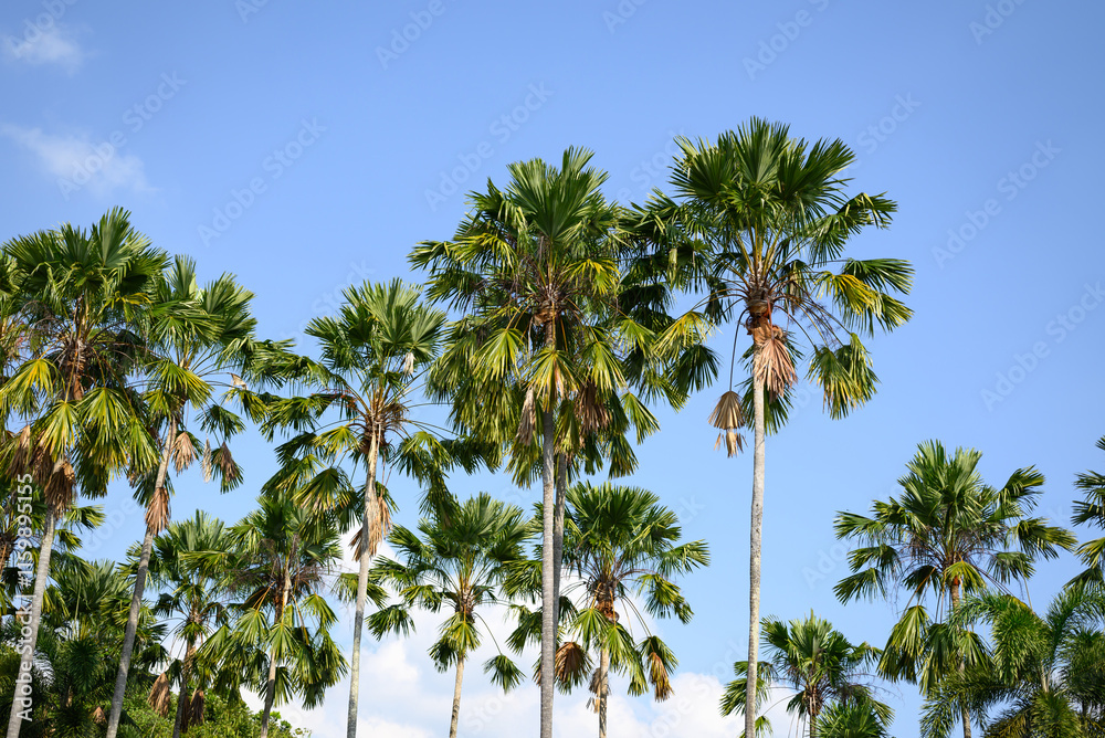 Naklejka premium Palm tree with blue sky, Tropical plant, summer season