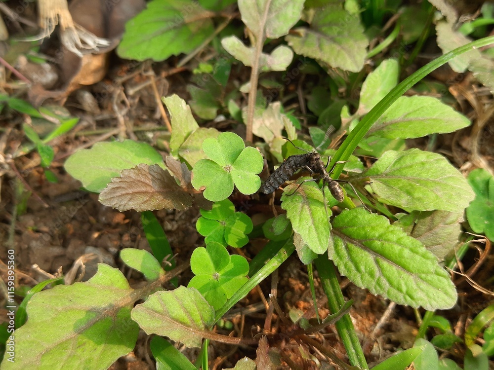 Fototapeta premium Black ant transports a deceased insect across a leaf. It can easily carry ten times its own weight. A stark reminder of the food chain at work in the natural world.