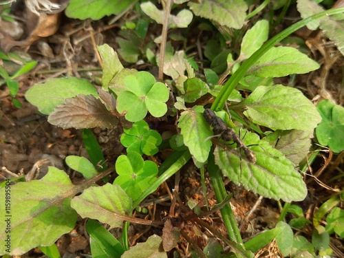 Wallpaper Mural Black ant transports a deceased insect across a leaf. It can easily carry ten times its own weight.  A stark reminder of the food chain at work in the natural world. Torontodigital.ca