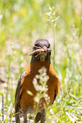 Robin bird with small grasshopper insect in its beak. Robin in tall grass eating a grasshopper. 