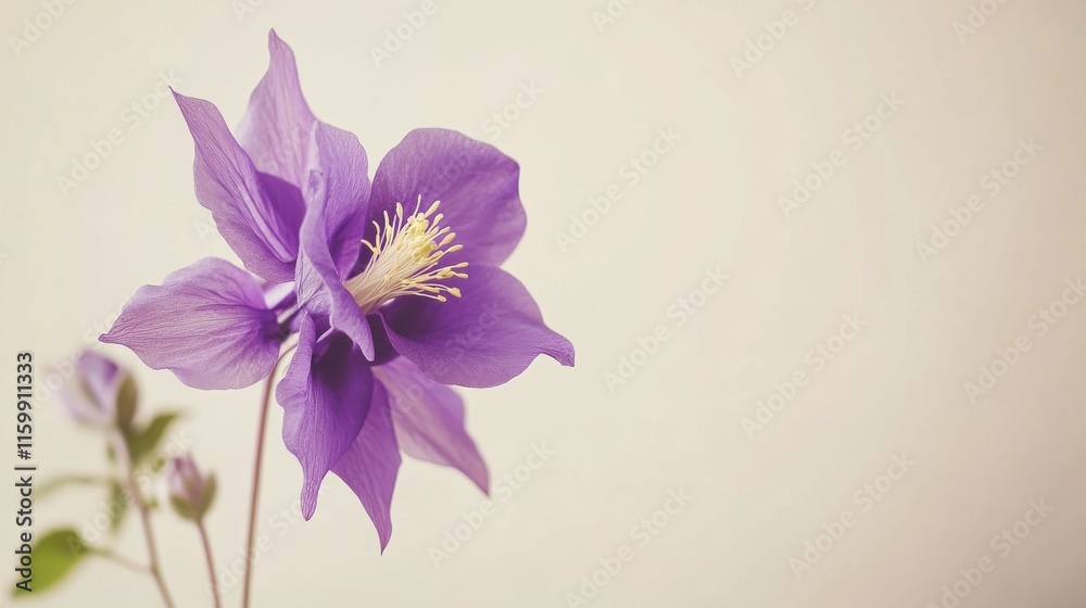 Obraz premium A bright purple columbine against a soft taupe background, close-up shot, Minimalist style