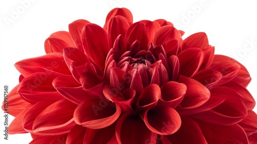 A close-up of a bright red dahlia with its dense, ruffled petals and vivid color, isolated white background