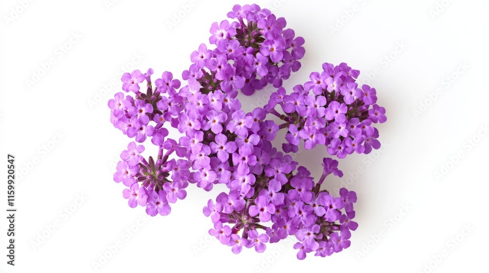 Obraz premium A close-up of a cluster of purple verbena flowers, isolated white background, minimalistic art style