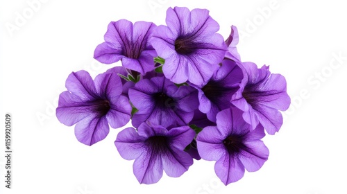 A close-up of a cluster of purple petunia flowers, isolated white background, minimalistic art style