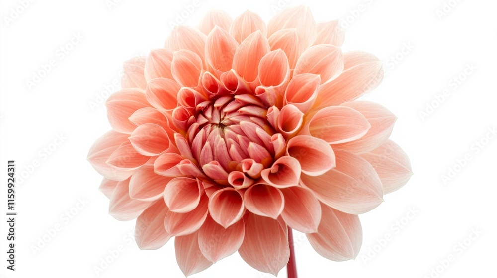 A close-up of a soft coral dahlia with its densely packed, pointed petals, isolated white background A close-up of a soft coral dahlia with its densely packed, pointed petals, isolated white background