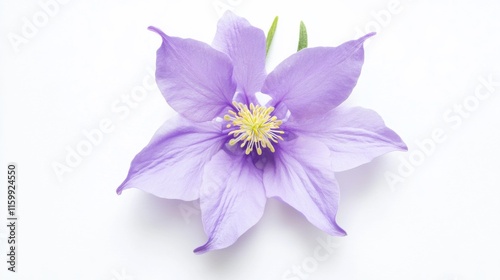 A close-up of a soft lavender columbine with its unique, spurred petals and gentle color, isolated white background