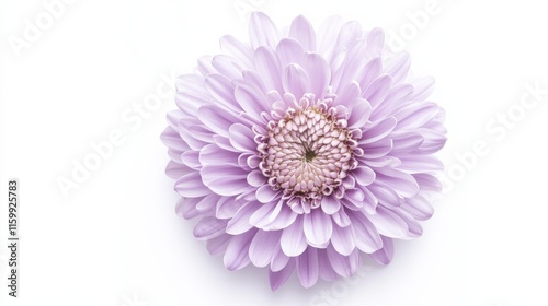 A close-up of a soft purple aster with its delicate, fringed petals and gentle color, isolated white background