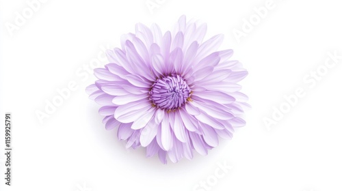 A close-up of a soft purple aster with its delicate, fringed petals and gentle color, isolated white background