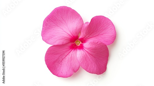 A close-up of a vibrant pink impatiens with its smooth, rounded petals and delicate texture, isolated white background