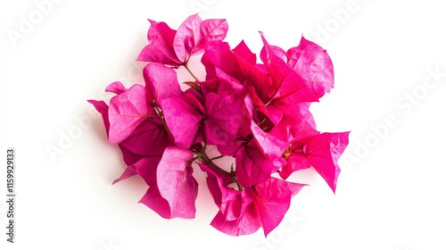 A close-up of a vivid fuchsia bougainvillea with its bright, papery bracts and vibrant color, isolated white background