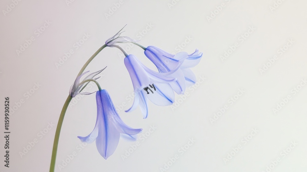 Fototapeta premium A delicate bluebell flower against a pale taupe background, close-up angled view, Minimalist style
