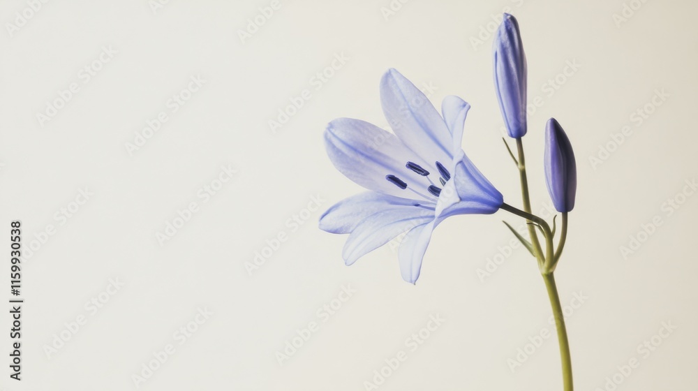 Fototapeta premium A delicate bluebell flower against a pale taupe background, close-up angled view, Minimalist style