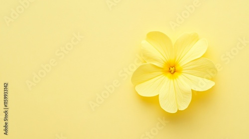 A delicate yellow primrose with small, cheerful petals, on a soft yellow background