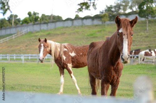 horse