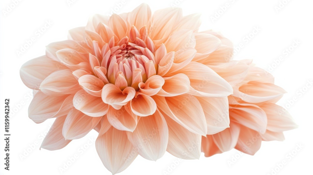 A detailed shot of a soft peach dahlia with its intricate, overlapping petals and warm color, isolated white background A detailed shot of a soft peach dahlia with its intricate, overlapping petals and warm color, isolated white background