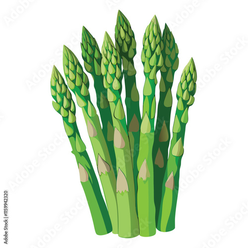Asparagus Vector Illustration Isolated on White Background