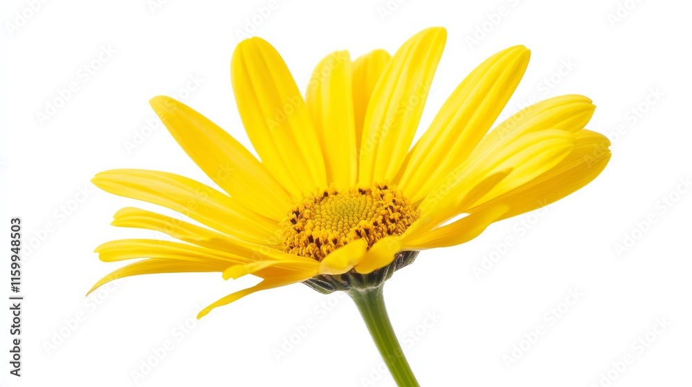 Obraz premium A detailed shot of a vibrant yellow dahlia flower in full bloom, isolated white background, minimalistic art style