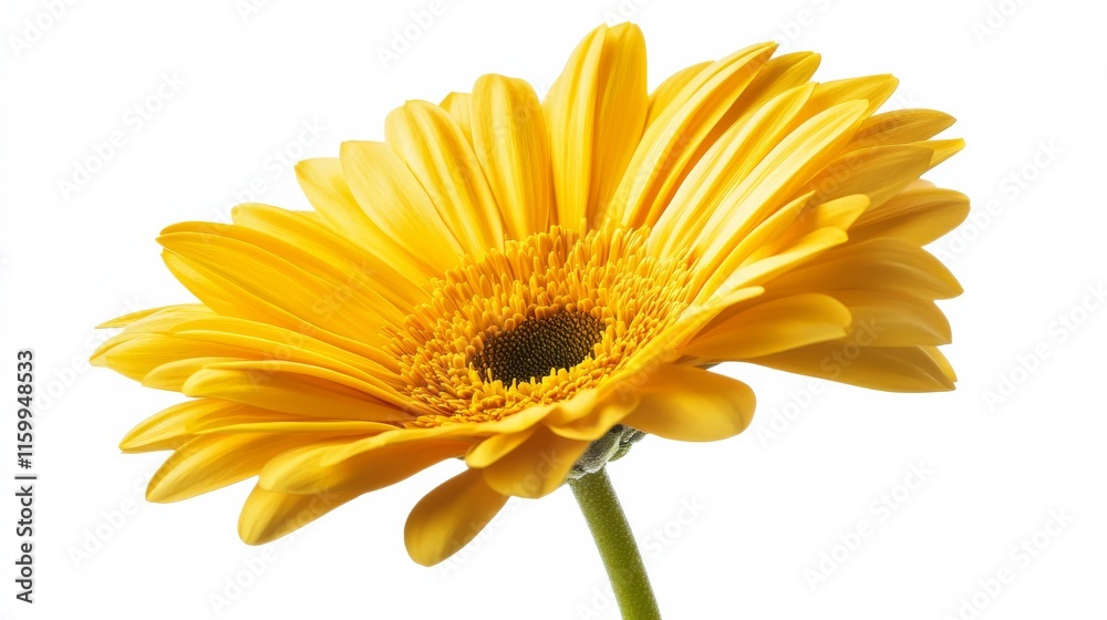 Fototapeta premium A detailed shot of a vibrant yellow daisy in full bloom, isolated white background, minimalistic art style