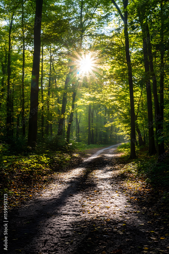 Fototapeta premium Sunlight Filtering Through Lush Green Trees on a Forest Pathway : Generative AI