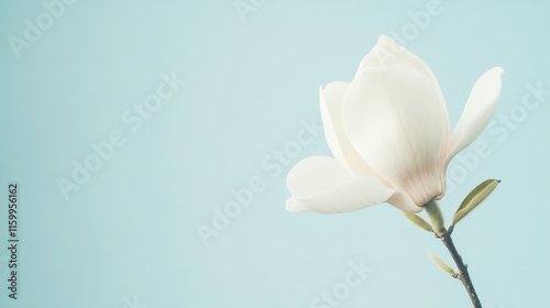 A single pure white magnolia blossom in a light pastel blue backdrop, side profile shot, Classic style