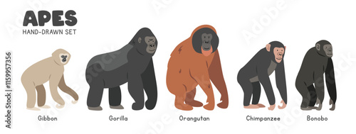 Great ape cartoon clipart set. Gibbon, gorilla, orangutan, chimpanzee, bonobo vector illustrations in flat style. Hand-drawn wild animals concept