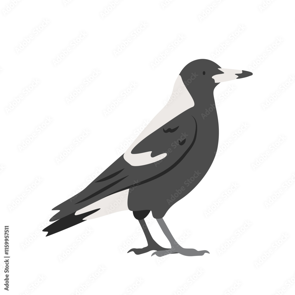 Fototapeta premium Australian magpie cartoon clipart. Australian magpie vector illustration in flat style. Hand-drawn wild animal concept