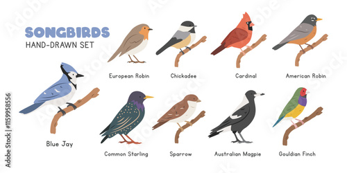 Songbirds cartoon clipart set. Blue jay, robin, chickadee, red cardinal, common starling, Australian magpie, sparrow, Gouldian finch vector illustrations in flat style. Hand-drawn wild animals concept