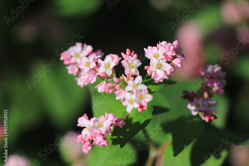 小さなピンクの赤ソバの花