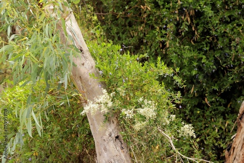 Pink Gum (Eucalyptus fasciculosa) growing among Blackthorn and Bluebell creeper in typical South Australian native bushland