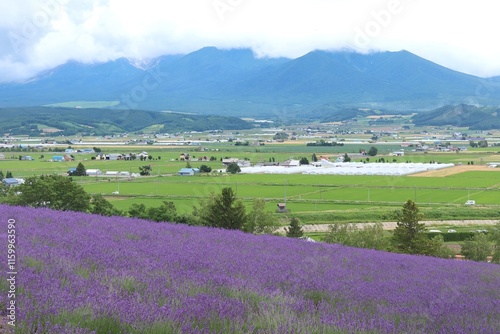 Lavender fields in Furano, Furano Suburbs, and Mt. Furano, Hokkaido, Japan photo