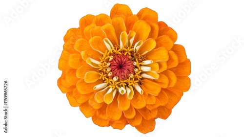 An intricate shot of a bright orange zinnia with densely layered petals and a central disc floret, isolated white background, minimalistic art style photo