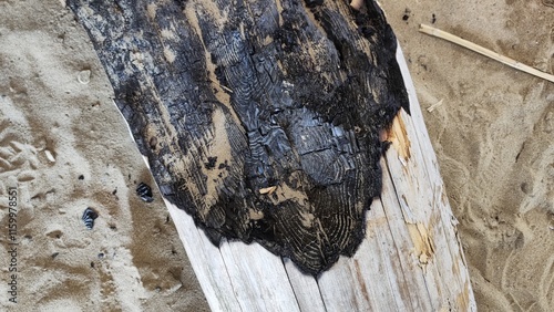 Burnt driftwood charcoal texture black dry carbonized wood trunk on sand at beach photo