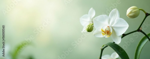 White orchid stems and leaves against a soft background, delicate, nature, white