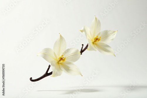 Vanilla flower buds in mid-air suspended on white background, suspended, flowers, delicate