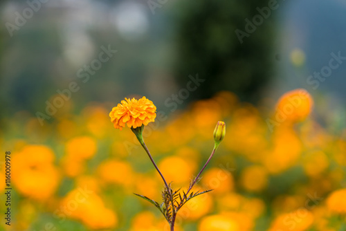 People Harvesting Globe Amaranth for Tihar Garlands in Kathmandu, Nepal photo