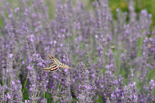 White-lined sphinx moth, aka hummingbird moth, and lavender plant photo