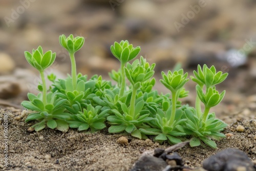 Close-up of vibrant green plants growing in soil