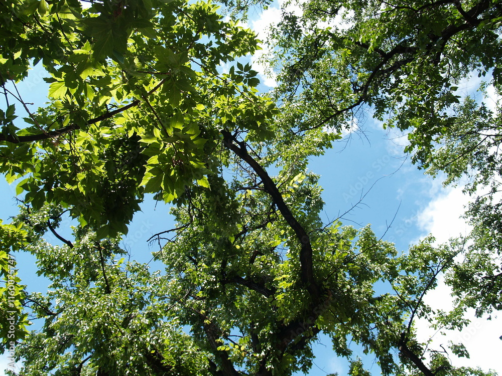 Fototapeta premium blue sky and tree