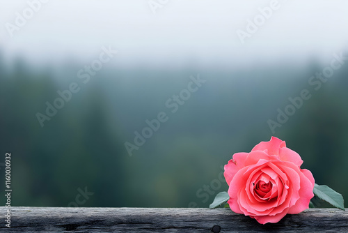 Romantic rose blooming by the forest peaceful nature scene floral photography tranquil environment close-up view love symbolism